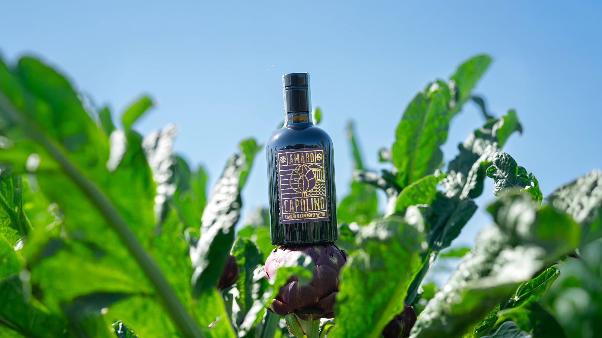 Amaro Capolino